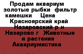 Продам аквариум, 2 золотые рыбки, фильтр, камешки. › Цена ­ 1 000 - Красноярский край, Назаровский р-н, Назарово г. Животные и растения » Аквариумистика   